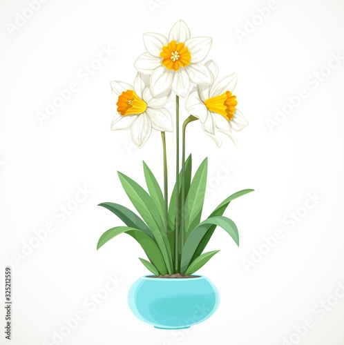 White daffodils with yellow centers grow in a turquoise pot isolated on white background