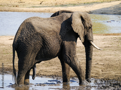 A back view of an African elephant wading through the waters of a waterhole in Kruger Nationalpark