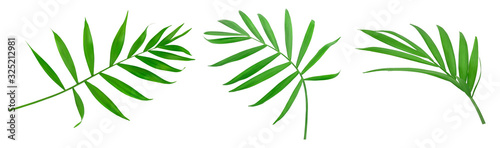 Green leaves of palm tree isolated on white background with clipping path. Set or collection © kolesnikovserg