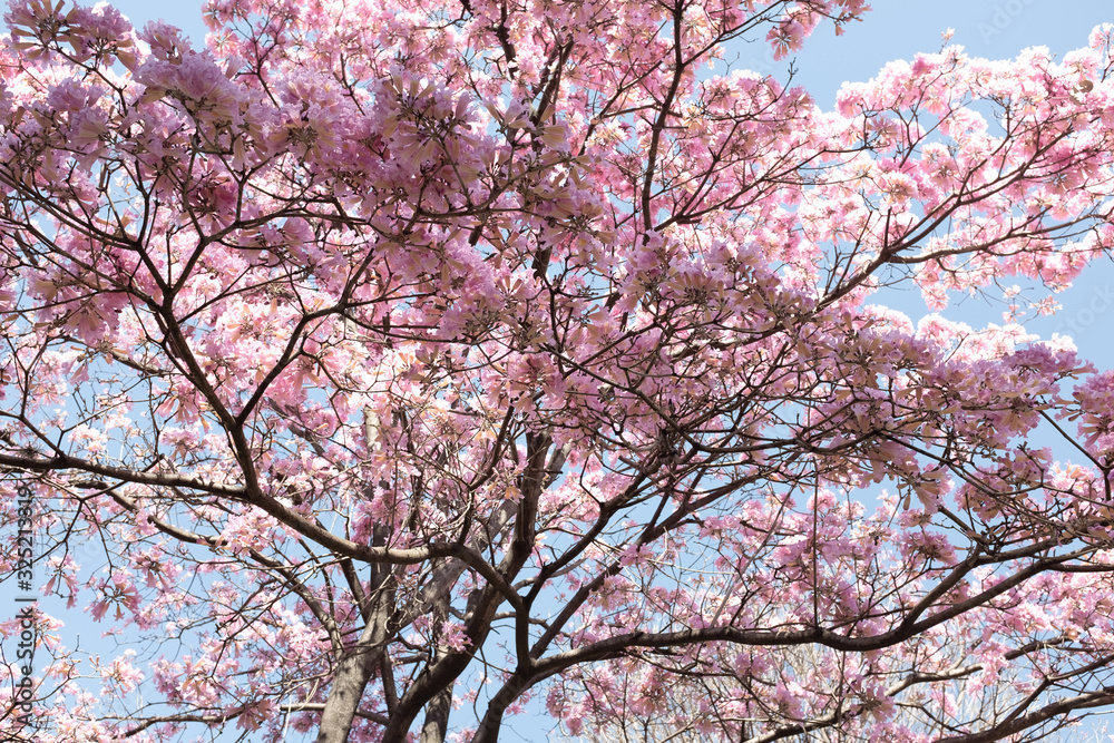Cherry tree in Blossom Cherry tree in Blossom