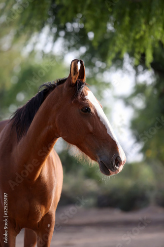 portrait of a marwari horse