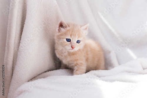 portrait of a cat isolated on white background. Orange cat. Peach cat.