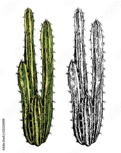 Hand drawn vector illustration. Set of contour and color drawings isolated on white. Realistic desert cactus. Elements for design, cards, prints, posters. Vintage, engraving style. Botanical sketch.