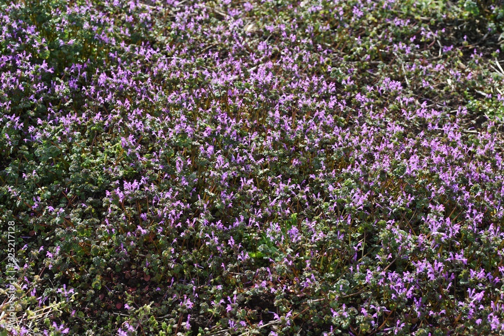 Obraz premium Henbit is a weed that grows on the roadside and has red-purple flowers in spring.