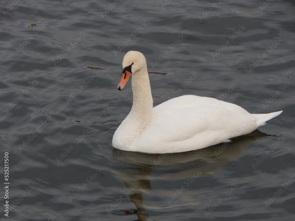 swan on lake