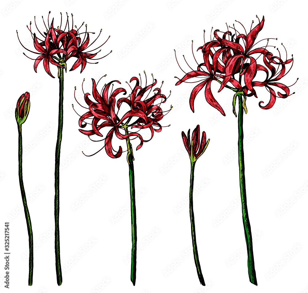 Hand drawn vector illustration. Collection of exotic plants Spider lily