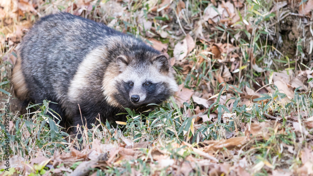 Fototapeta premium 草むらから出て来たタヌキ