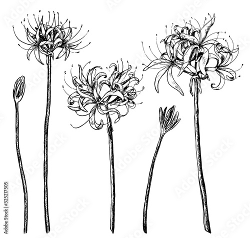 Hand drawn vector illustration. Collection of exotic plants Spider lily. Set of Lycoris flowers. Botanical realistic sketches isolated on white. Contour elements for design, typography, print, poster.