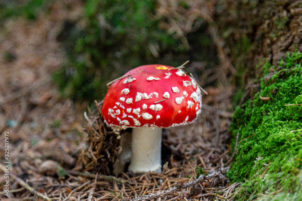 Close-up of fly agaric - toadstool - mushroom on a trail nearby St. Blasien Close-up of fly agaric - toadstool - mushroom on a trail nearby St. Blasien