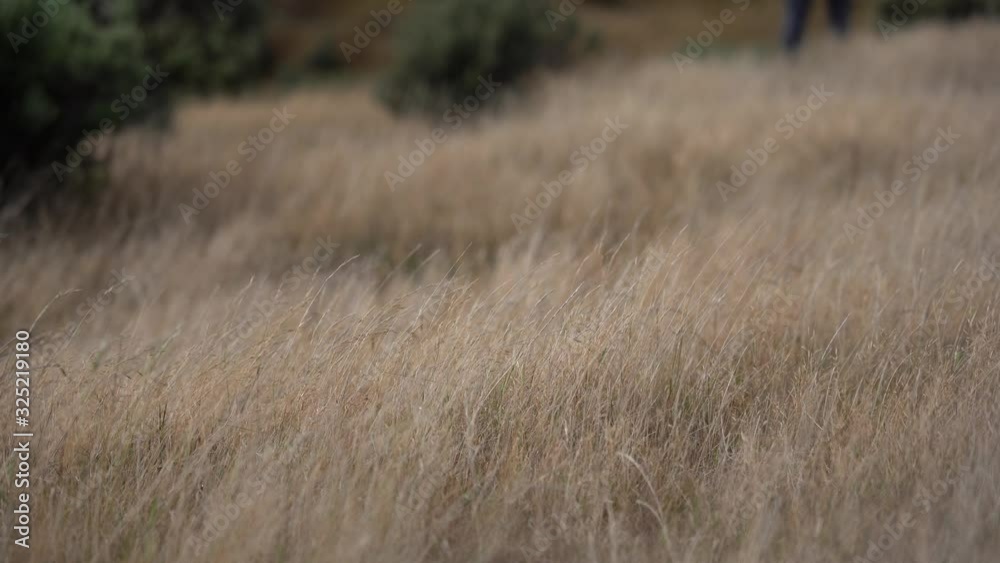 Grass flapping on the wind; Wild Grass sway on wind; 4K video Grass flapping on the wind; Wild Grass sway on wind; 4K video