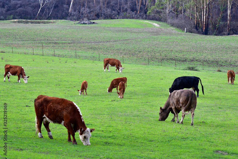 Cattle grazing in a field at Hartley Vale wesy of Sydney Cattle grazing in a field at Hartley Vale wesy of Sydney