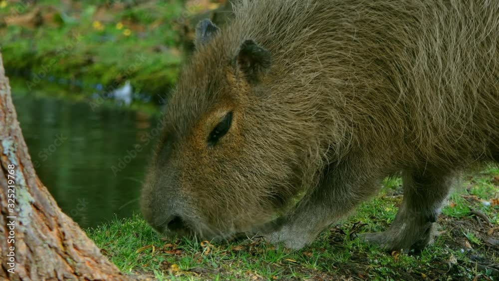 Capybara inside jungle beside a lake. Capybara eating grass in nature park with rever. wild life and animals. exotic wild animal in forest 4k. Capybara inside jungle beside a lake. Capybara eating grass in nature park with rever. wild life and animals. exotic wild animal in forest 4k.