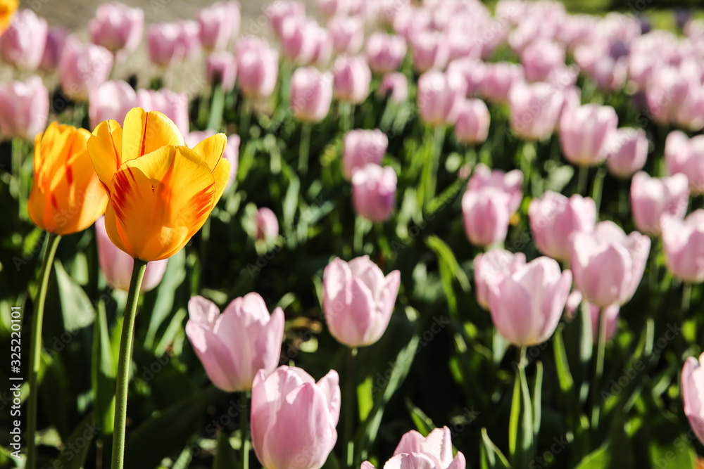 Yellow Tulip rose tulips field