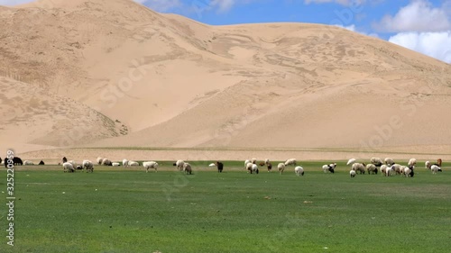 A herd of goats grazes on the border of the sandy desert. Mongol-Els, Western Mongolia.