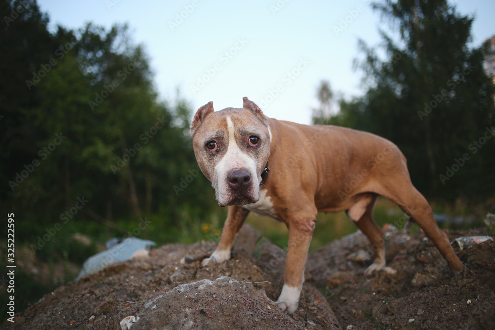 American Staffordshire Terrier standing on ground at nature