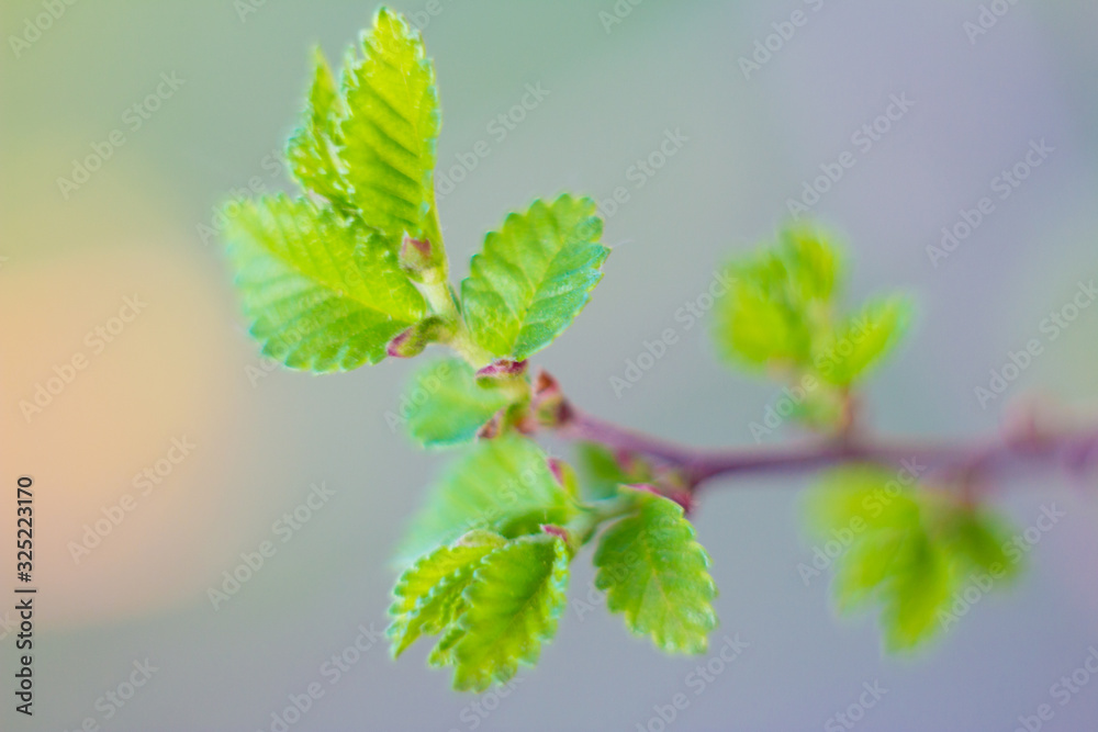 Blossoming leaves of trees from buds in spring. Blossoming leaves of trees from buds in spring.