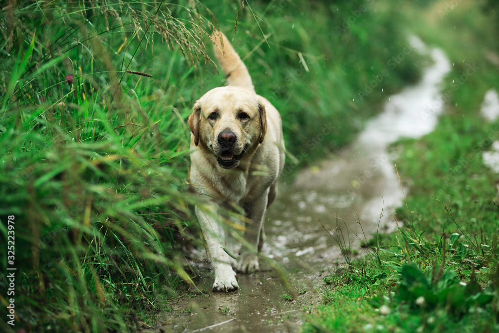 Labrador Retriever walking along path in nature Labrador Retriever walking along path in nature