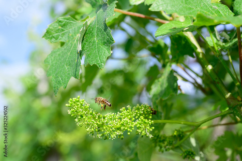 Honey bees pollinating vine blossom in vineyard in early spring