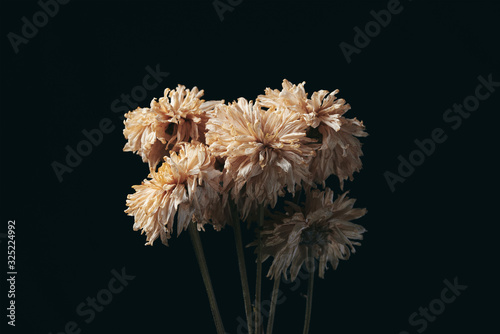 a beautiful flower dead in the dark © nitinan