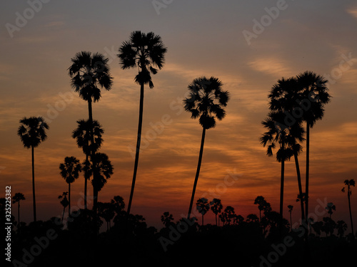landscape sugar palm in Thailand