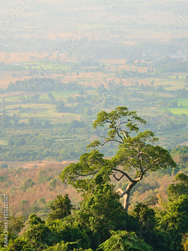 landscape tree in the morning