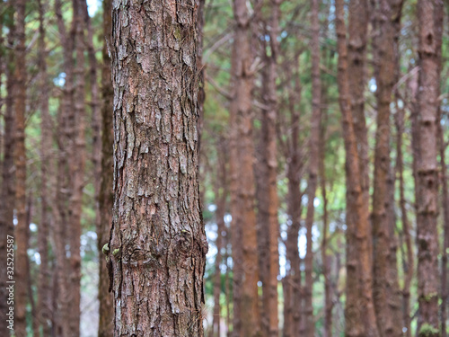 Pine trees are long-lived perennials. Especially in the cold place © nitinan