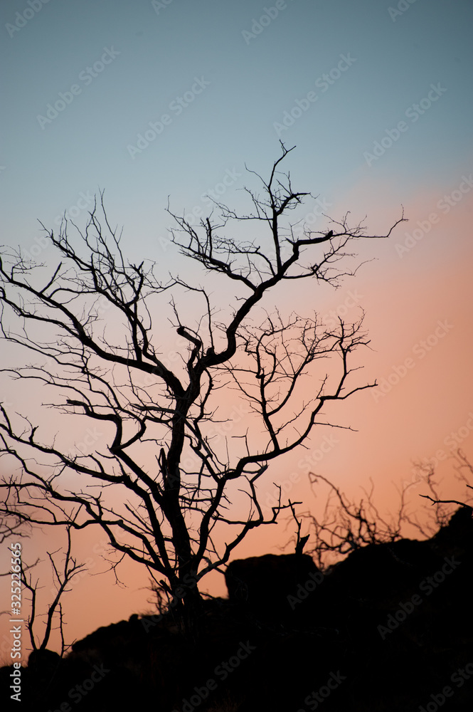 Silhouette of Tree with dramatic sky in the background Silhouette of Tree with dramatic sky in the background