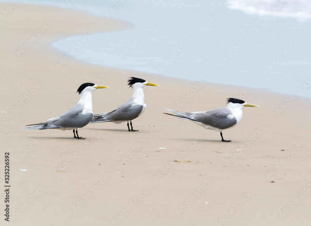 Terns on the beach, Byron Bay Australia Terns on the beach, Byron Bay Australia