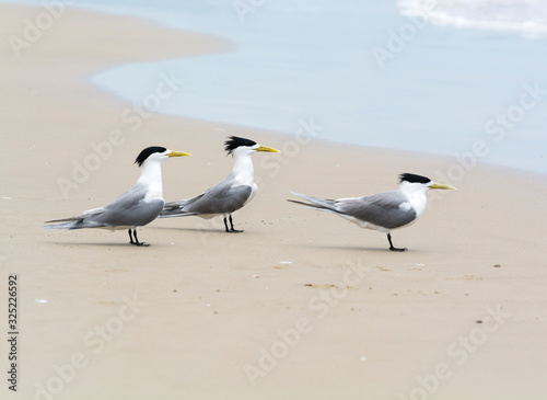 Terns on the beach, Byron Bay Australia