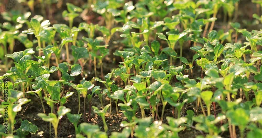 Green baby vegetables in growth at vegetable garden Green baby vegetables in growth at vegetable garden