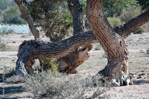 Landscapes of Mongolia, Hovd river tree photo