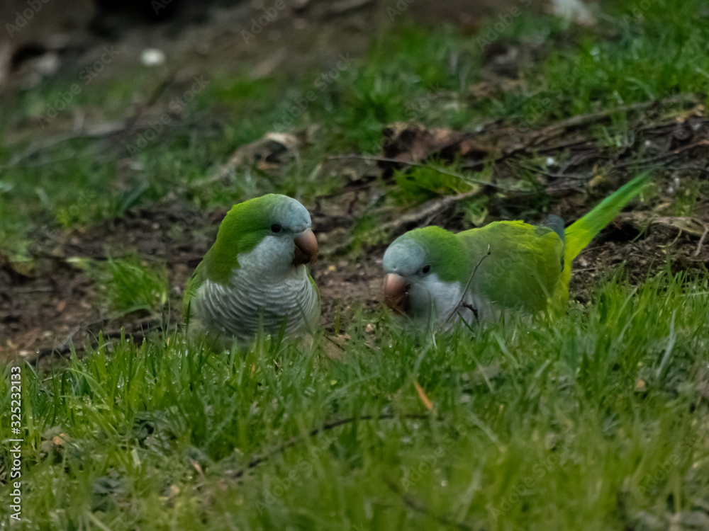Parrots on the grass Parrots on the grass