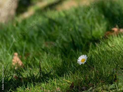 Daisy on the grass