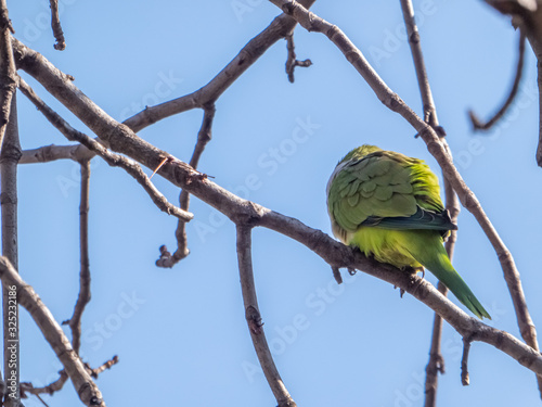 Parrot on a tree