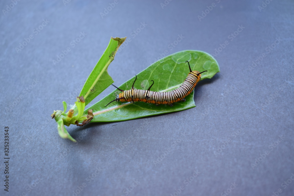 Caterpillar on a green leaf with a black background.