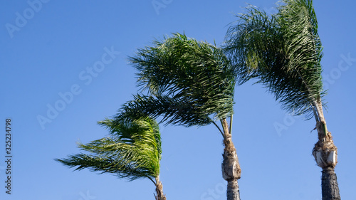 three palm tree in the Santa Ana wind against blue sky