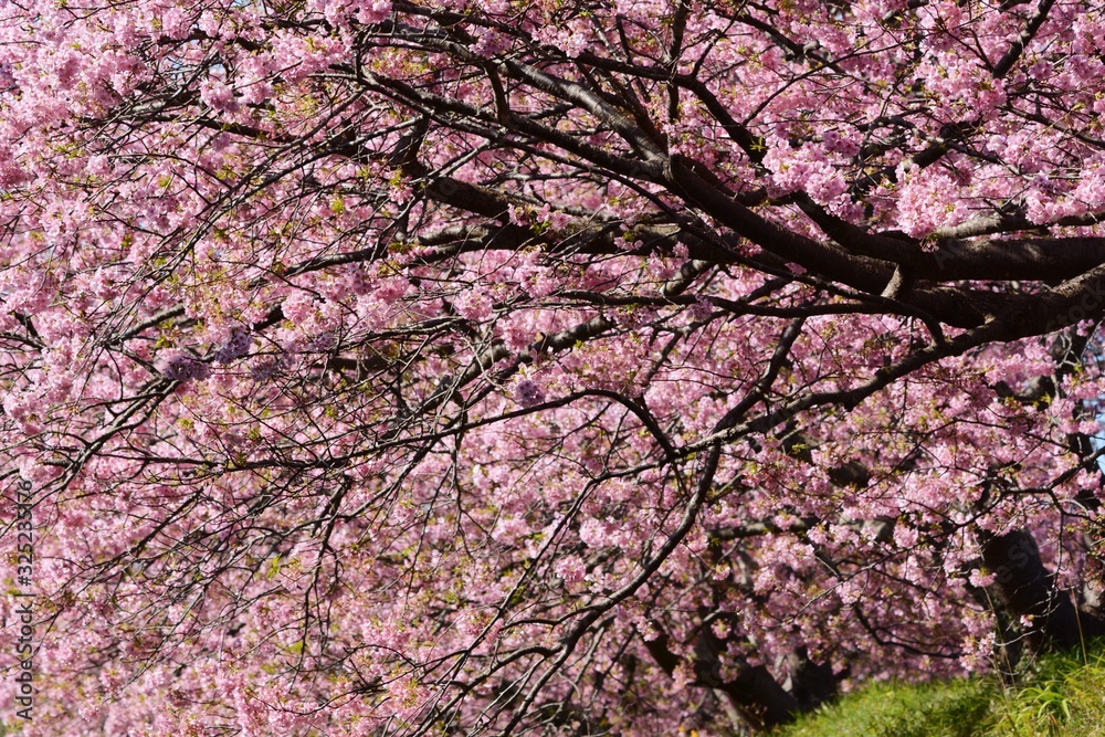 A famous spot for early-blooming cherry blossoms called Kawazuzakura, Minami Izu, Shizuoka Prefecture, Japan. A famous spot for early-blooming cherry blossoms called Kawazuzakura, Minami Izu, Shizuoka Prefecture, Japan.