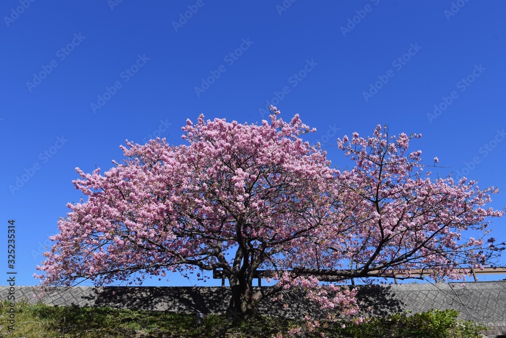 A famous spot for early-blooming cherry blossoms called Kawazuzakura, Minami Izu, Shizuoka Prefecture, Japan. A famous spot for early-blooming cherry blossoms called Kawazuzakura, Minami Izu, Shizuoka Prefecture, Japan.