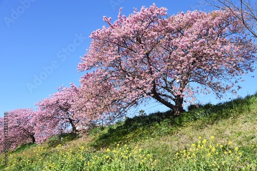 A famous spot for early-blooming cherry blossoms called Kawazuzakura, Minami Izu, Shizuoka Prefecture, Japan. photo
