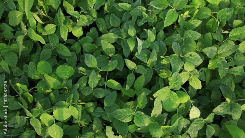 Green soya bean plants in growth at field Green soya bean plants in growth at field
