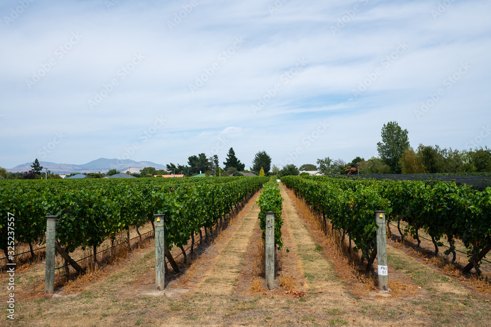 View of the rows of vines in a New Zealand vineyard 