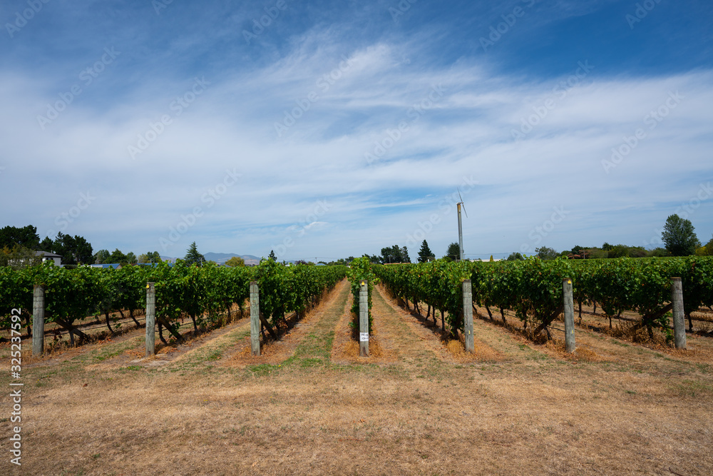 View of the rows of vines in a New Zealand vineyard