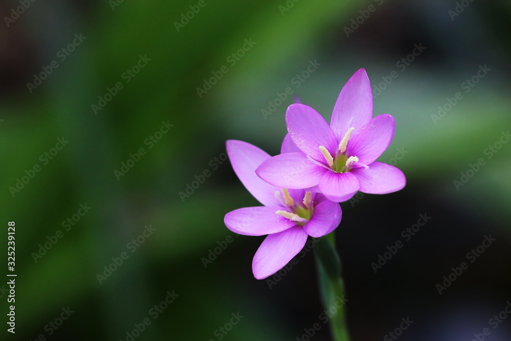 Close up of Zephyranthes Lily or Rain Lily Close up of Zephyranthes Lily or Rain Lily