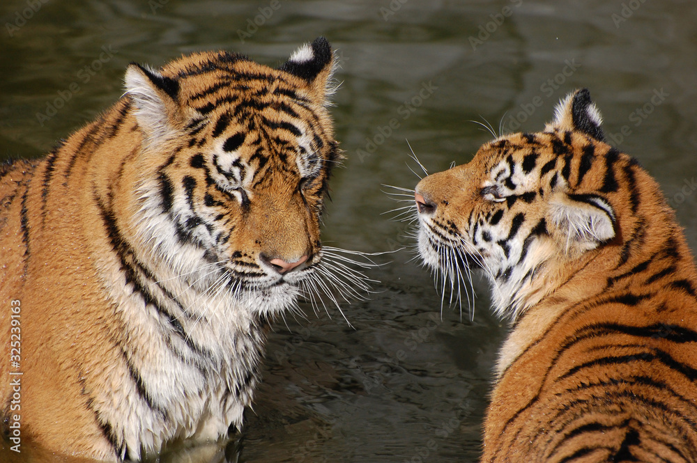 Obraz premium Tigers play in the water