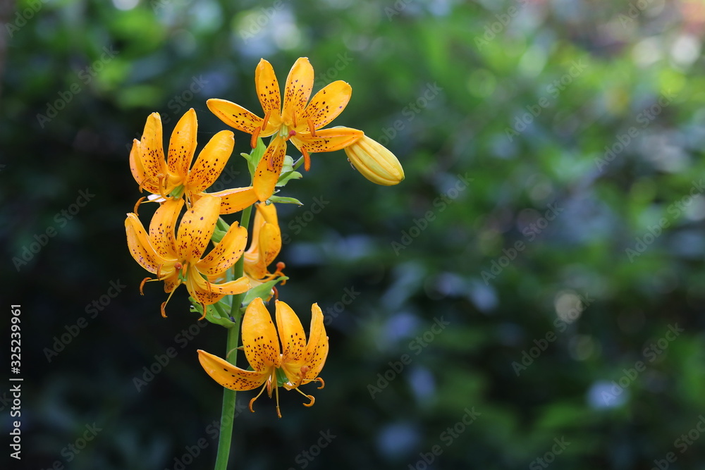 Fototapeta premium Yellow Lily