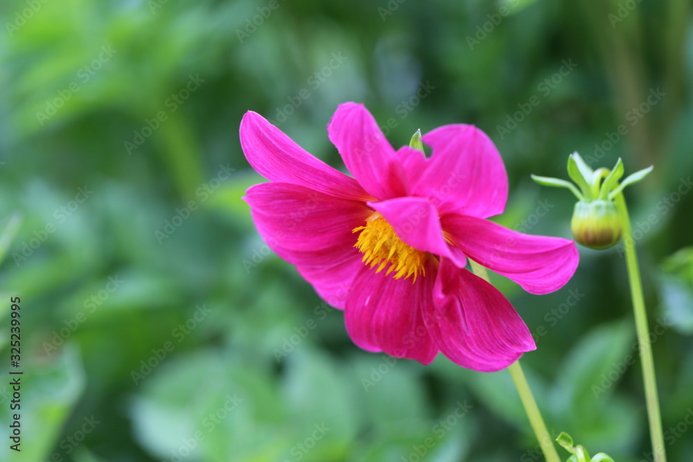 Beautiful purple dahlia Beautiful purple dahlia