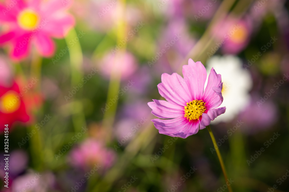 Beautiful Cosmos flowers in garden. Nature background. Beautiful Cosmos flowers in garden. Nature background.
