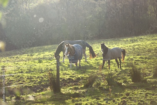 Horses on a country farm at sunset, close-up. Ardrishaig, Loch Fyne, Crinan canal, Argyll and Bute, Scotland, UK photo