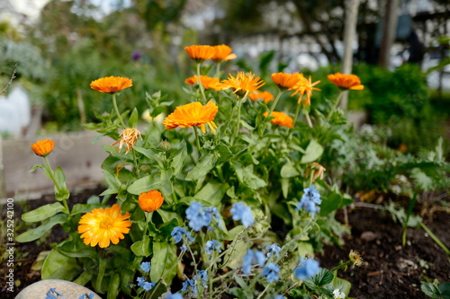 Orange flowers and blue flowers in a garden