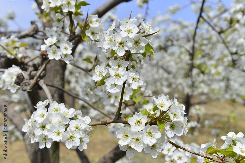 Pear flower in full bloom in spring Pear flower in full bloom in spring